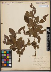 Foto von Salix silesiaca Willd.